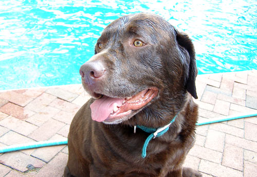  Duke enjoying the day by the pool.