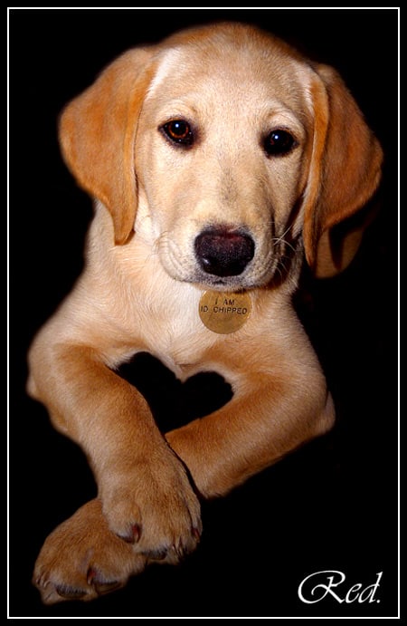 Red (10 weeks old) from Lincolnshire, England is a Fox Red Lab