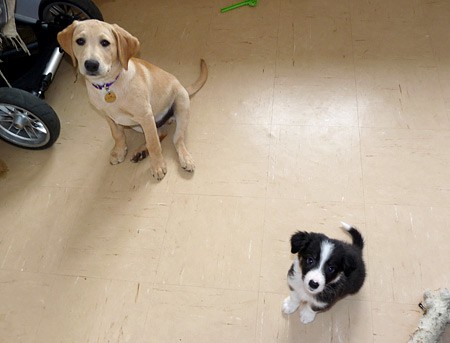 Red and and his friend, Darcy, love to play together