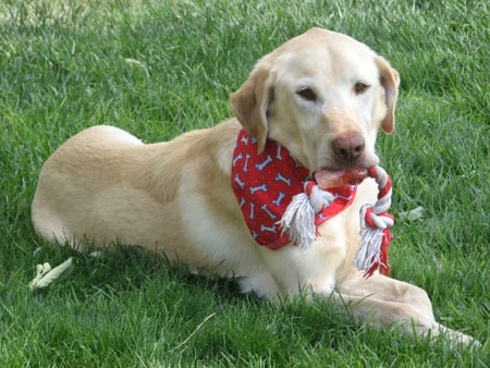 Tucker - yellow lab