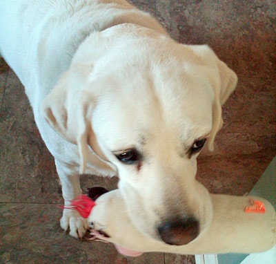 Sometimes your office mates are chatty and sometimes they are just plain needy! ... Annika, a 6.5 year old English lab from Birmingham, AL, could do with some play time.