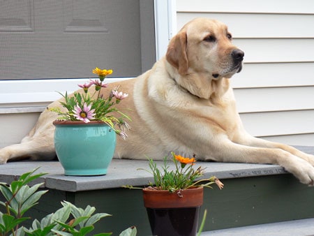 Bailey (9 yrs old from Kennebunk, ME) loves to sit outside and take in the fresh air.