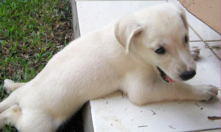 Biscuit is 10 weeks old and from Jakarta, Indonesia. What a cutie!