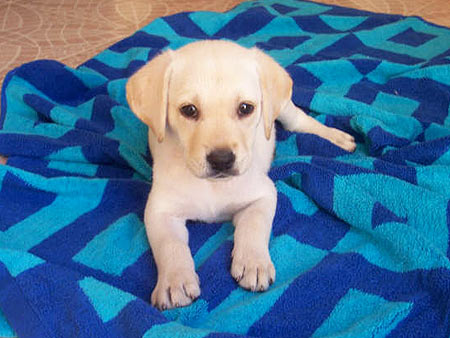 Butter, 8 weeks old and full of energy, hails from Malta, Europe. Too cute! 