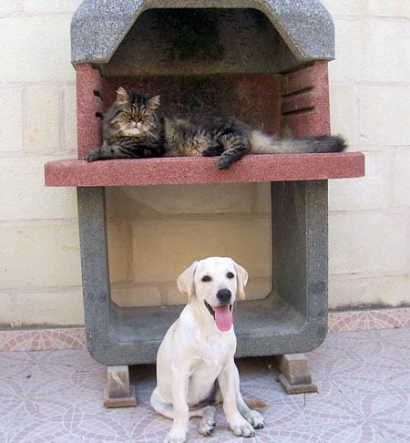 Butter with Griz, her Persian friend. Butter loves to chase the cat. Poor Griz.