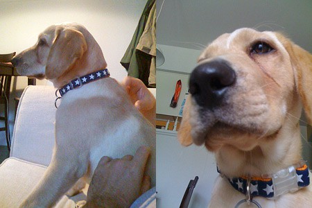 Charlie shows off his patriotic side with stars collar.