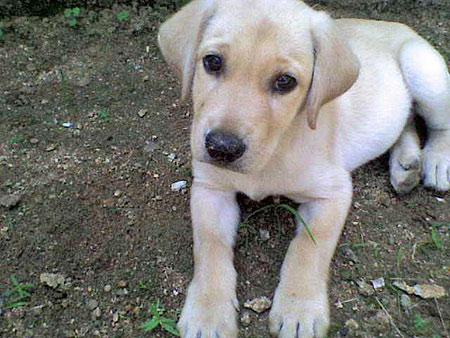 Chester, from Sri Lanka, at 7 weeks old.