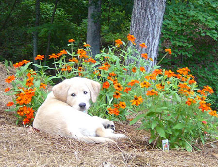 Cricket (2 mos. old from Birmingham, AL) enjoys the flowers as she relaxes outdoors.