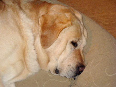 Darby (8.5 years old from Santa Fe, NM) is patient and a gentle, but when this 98 lbs of muscle gets excited, his bounding joy can knock over furniture and people. Because of this, Darby has earned the nicknames Ferdinand the Bull and the Gentle Giant.