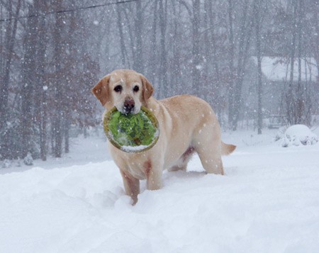 Dawson loves Frisbee, jollyball, and snow.