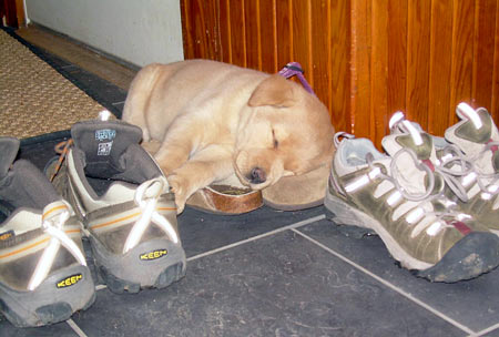 “Dreaming of Chewing” - Ely at 9 weeks