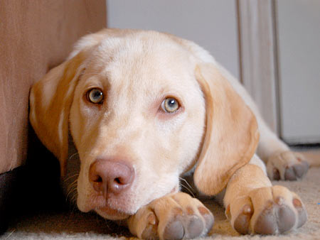 Hondo (4 months) from Fayetteville, AK