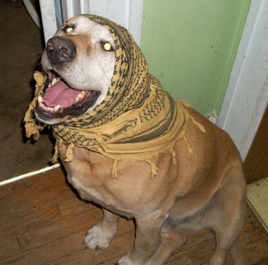 Max in a shemagh. He would blend in well with the desert!