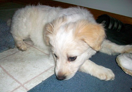 Mojo, a Lab mix, is 6 months old (6 wks in picture) and lives in Inwood, WV.