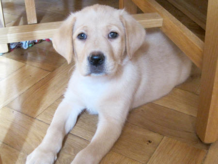 Piper Penelope (8 weeks old) is an army dog stationed in Baumholder, Germany.