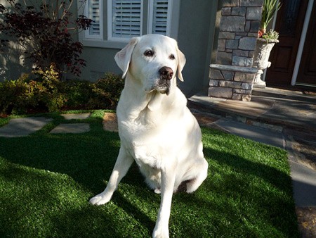 Rock (12 years old from El Segundo, CA) is enjoying time in his front yard.