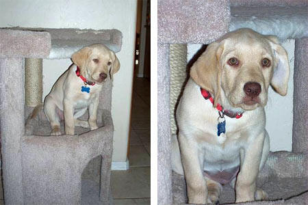 Sadie, 12 wks old from Tucson, got up onto the cat pole and was afraid to get down.