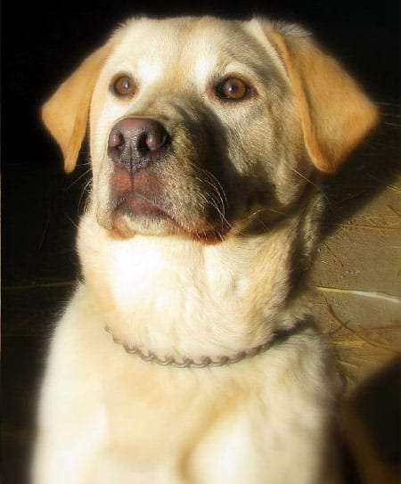 Samson (7 months old) of Litchfield, Minnesota likes to compete in obedience trials. Good luck Samson!