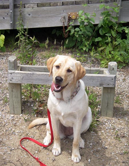 Stella!, from Woodstock, Ontario, poses near a dock at the beach.