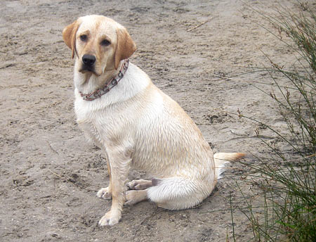 Stella! (8 mos. old here) was born October 13, 2008.