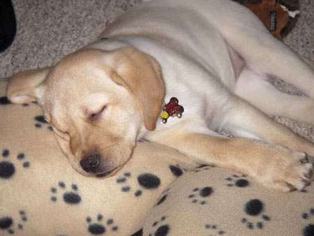 Stella! (at 3.5 mos.) is zonked-out after her first fun & exciting Christmas party.