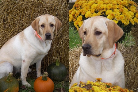 Stella! loves the fall season. She just celebrated her 1st birthday on October 13!