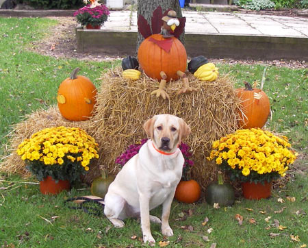 Stella! was our November 2009 Lab of the Month