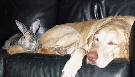 Couple of couch potatoes ... Winnie & Freddie the Rabbit enjoy some down time together.