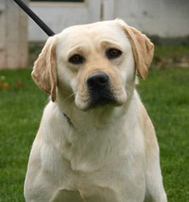 yellow labrador