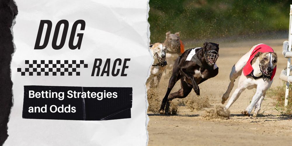 Dog Race and Betting Odds