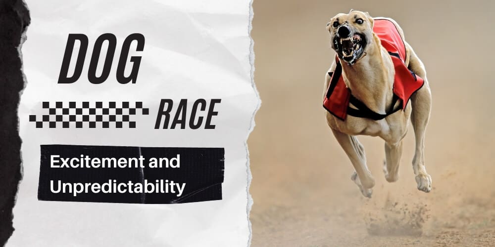 Excitement and Unpredictability on Dog Races