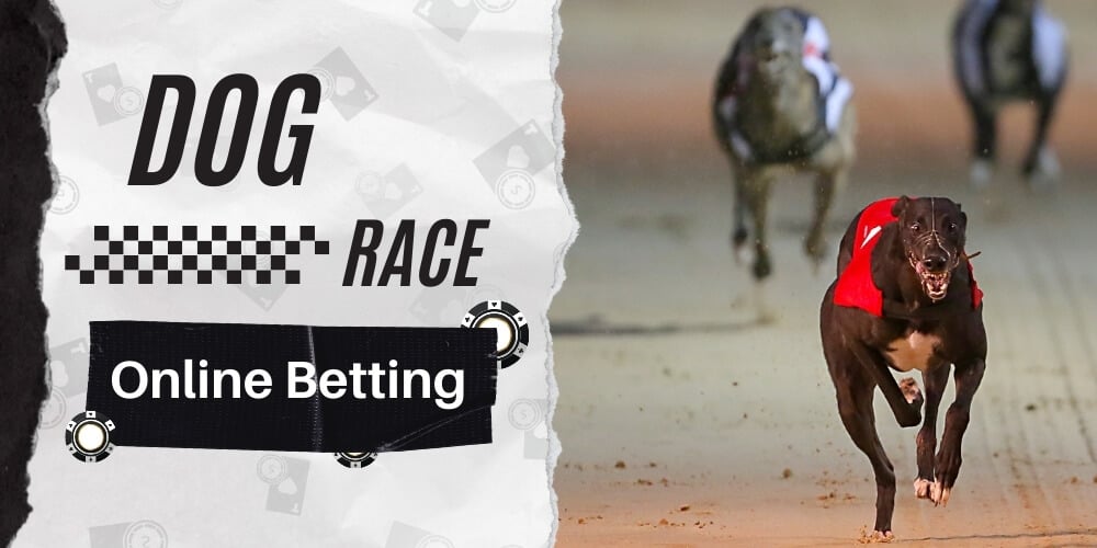 Online Betting on Dog Races